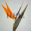 bird of paradise flower 